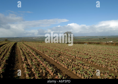 Coppia Svedese Brassica napobrassica raccolto a raccolto a metà Devon Foto Stock