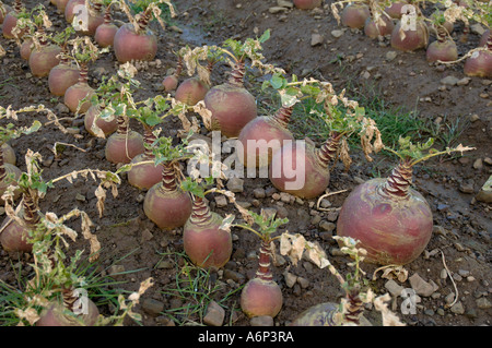 Coppia Svedese Brassica napobrassica raccolto a raccolto a metà Devon Foto Stock