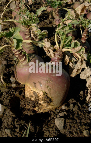 Coppia Svedese Brassica napobrassica raccolto a raccolto a metà Devon Foto Stock