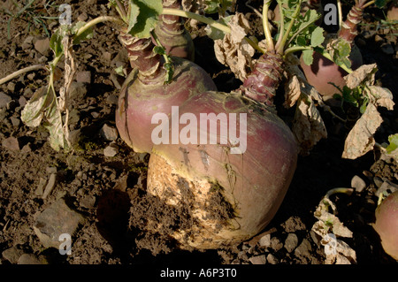 Coppia Svedese Brassica napobrassica raccolto a raccolto a metà Devon Foto Stock