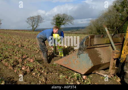 Gli agricoltori la mietitura svedese Brassica napobrassica raccolto a metà Devon Foto Stock