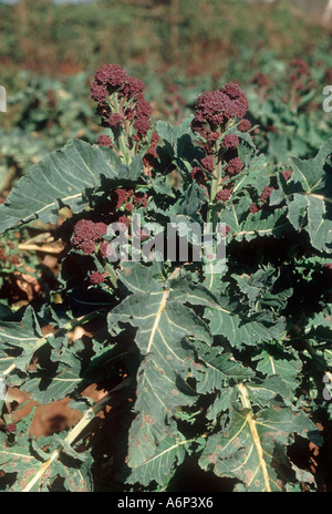 Inizio del raccolto di viola broccoletti spears è pronta per la mietitura in Cornovaglia Foto Stock