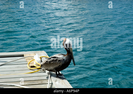 Un pellicano rilassante sotto il sole sul pontile, Il Pusser's Landing a Soper's Hole, West End, Tortola Foto Stock