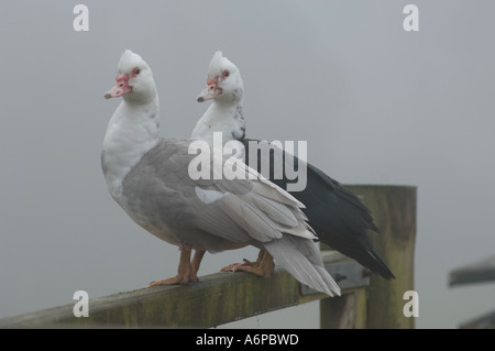 Due di anatra muta in piedi su un cinque bar porta nella nebbia Foto Stock