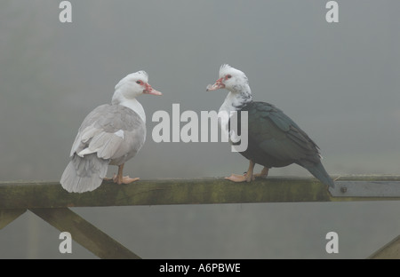 Due di anatra muta in piedi su un cinque bar porta nella nebbia Foto Stock