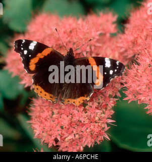 Farfalla rossa ammiraglio (Vanessa atalanta) su una testa di fiori Sedum spectabile Foto Stock
