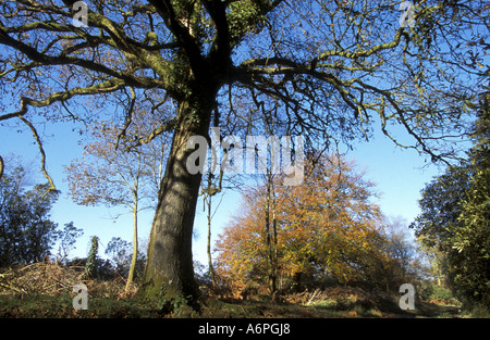 Boschi di querce e di faggi in autunno in legno di rododendro East Devon England Foto Stock