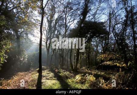 Faggi in autunno in legno di rododendro East Devon England Foto Stock