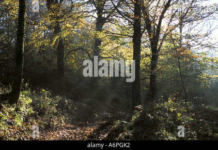 Faggi in autunno in legno di rododendro East Devon England Foto Stock