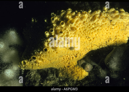 Noioso spugna Cliona celata sulle rocce al largo della costa meridionale della Devon England Foto Stock