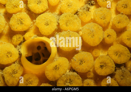 In prossimità di una spugna di trivellazione Cliona celata fuori del South Devon Coast of England Foto Stock