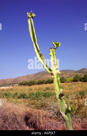 Un cactus nel paese mediterraneo paesaggio in Cipro Foto Stock