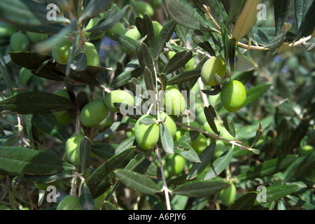 Vista ravvicinata di alcune olive crescono su un albero di olivo al sole Foto Stock
