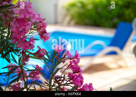 Due lettini leggermente fuori fuoco accanto ad una piscina a Cipro con fiori di colore rosa IN PRIMO PIANO Foto Stock