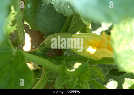 Zucchine con fiore sulla pianta Foto Stock