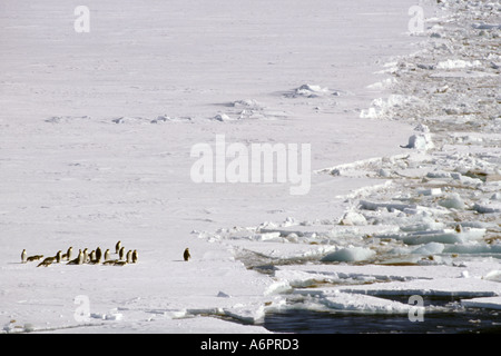 Pinguini imperatore in corrispondenza del bordo di rompighiaccio Wake Riiser Larsen Ice Shelf Antartide Foto Stock