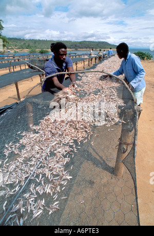 I pescatori che diffondono il pesce kapenta a secco al sole sulle rive del lago Kariba. Zimbabwe Foto Stock