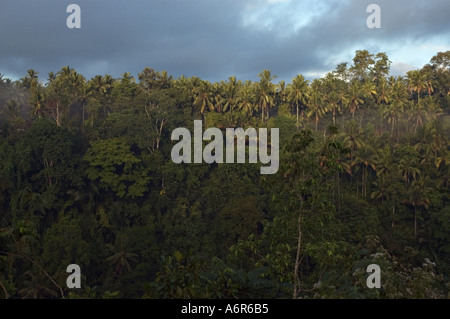 La mattina in Valle Ayung in Ubud Bali Indonesia Asia Foto Stock