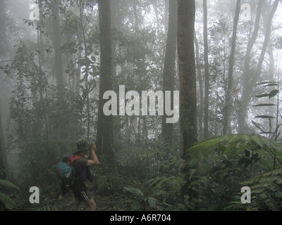 Trekker nella nebbia pesante su di un pino sentiero vicino Fraser Hill Selangor Malaysia Foto Stock