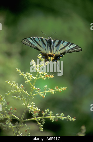 La scarsa coda forcuta farfalla Iphiclides podalirius in Vassiliki Lefkas Leucade isola greca grecia Europa UE Foto Stock
