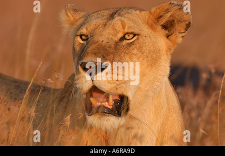 Leonessa ritratto della luce della sera Mara Kenya Foto Stock