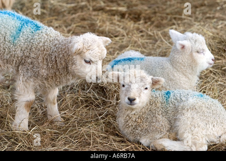 Tre gli agnelli in un cortile di Devon Foto Stock