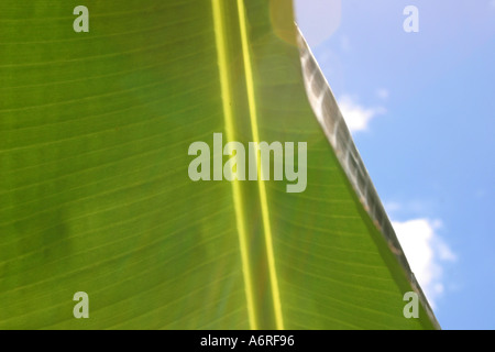 Banana Leaf contro parzialmente nuvoloso cielo blu Foto Stock