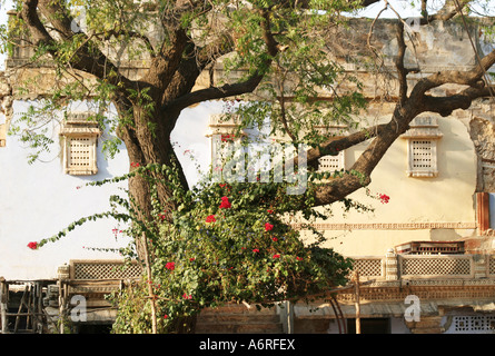 Bellissimo albero che cresce di fronte il terremoto ha seriamente danneggiato Darbargadh Palace complesso ospita Aina Mahal,del XVIII secolo il palazzo reale Foto Stock