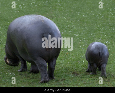 Mamma Ippopotamo pigmeo Lia con la nostra bambina Ellen nato gennaio 2005 fotografata Aprile 2005 presso lo Zoo di Edimburgo in Scozia Foto Stock