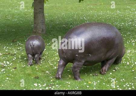 Mamma Ippopotamo pigmeo Lia con la nostra bambina Ellen nato gennaio 2005 fotografata Aprile 2005 presso lo Zoo di Edimburgo in Scozia Foto Stock