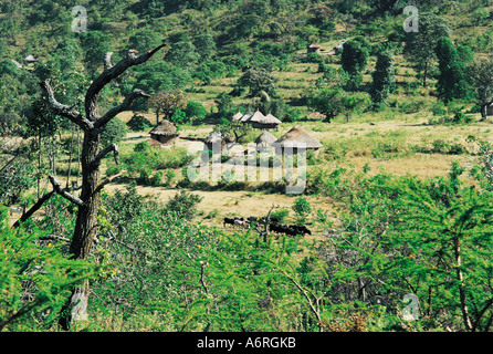 Pokot shambas o piccoli appezzamenti vicino a Kapenguria Kenya Africa orientale Foto Stock