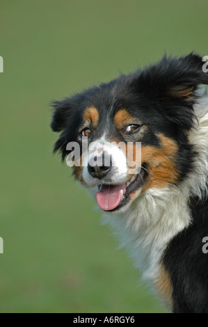 Ritratto di bianco nero e marrone Welsh Border Collie. Foto Stock
