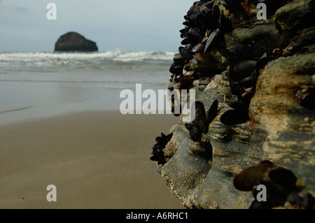 Cozze abbarbicato su una roccia a bassa marea su Trebarwith Strand North Cornwall Foto Stock
