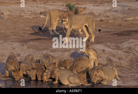 Africa, Botswana Chobe National Park, Savuti. I Lions di bere al foro per l'acqua. Foto Stock