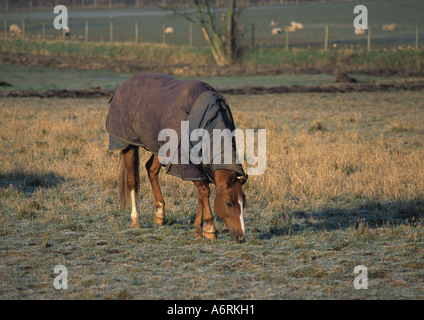 Cavallo su Frosty mattina a Henstead nel Suffolk nel Regno Unito Foto Stock