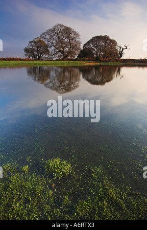 Antiche querce huddle strettamente nella New Forest National Park, la loro perfetta riflessioni che mostra in un stagno Foto Stock