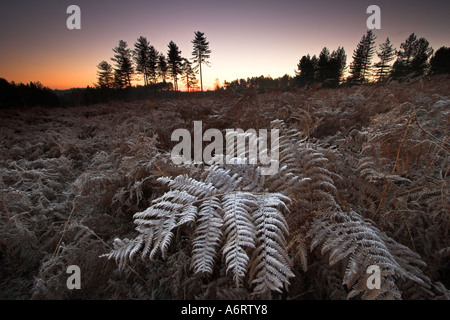 Sunrise in un freddo e gelido mattina nel nuovo Parco Nazionale Foreste, Hampshire Foto Stock