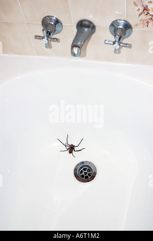 Comune di Australian Huntsman spider in una vasca da bagno Foto Stock