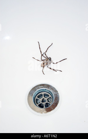 Comune di Australian Huntsman spider in una vasca da bagno Foto Stock