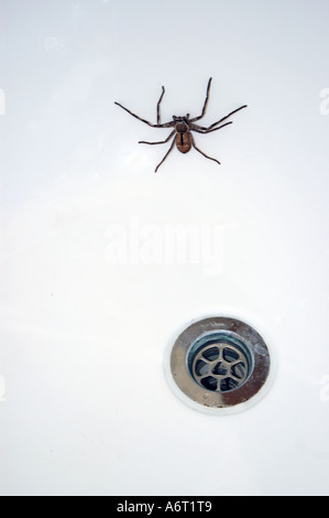 Comune di Australian Huntsman spider in una vasca da bagno Foto Stock