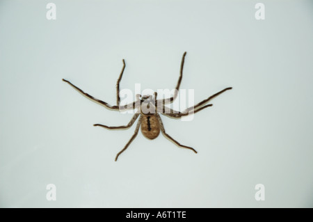 Comune di Australian Huntsman spider in una vasca da bagno Foto Stock