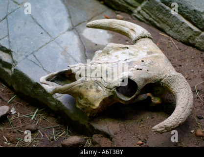 Bison teschio sul display in un habitat presentano a Salt Lake City è lo Zoo di Hogle. Foto Stock
