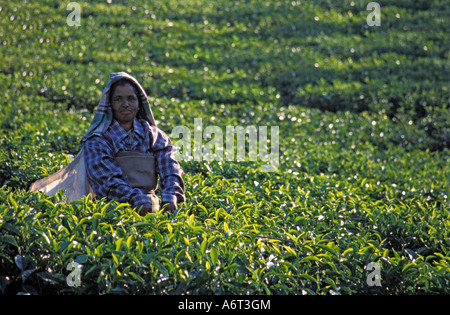 Raccoglitrice di tè, Kerala, India Foto Stock