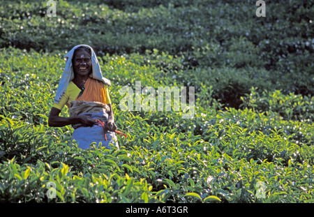Raccoglitrice di tè, Kerala, India. Foto Stock