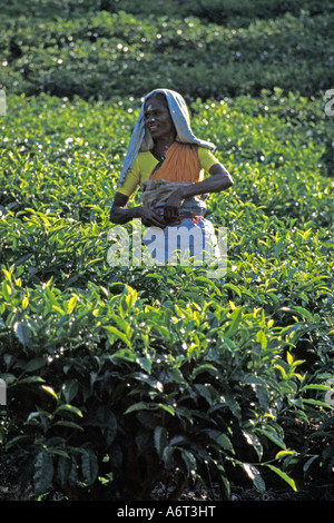Raccoglitrice di tè, Kerala, India. Foto Stock