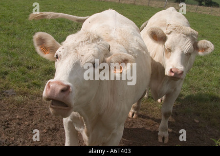 Bovini in campo vicino al castello di Chateauneuf en Auxois Borgogna Francia Foto Stock