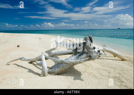 Driftwood lavato fino a Tepuka island, off funafuti, Tuvalu, oceano pacifico Foto Stock