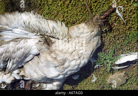 Resti di giovani cigno mezza mangiata da predator probabilmente un fox Inghilterra 2005 Foto Stock