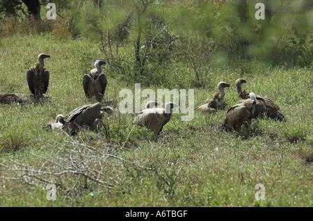 White-Backed grifone (Gyps africanus) a uccidere, Sud Africa Foto Stock