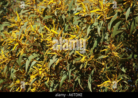 Area a secco di bargiglio Queensland centrale Australia Foto Stock